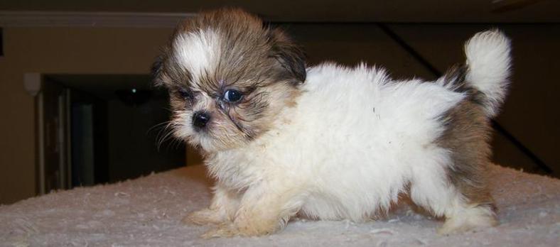 small shih tzu puppies for sale